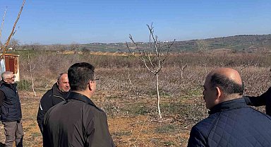 Tekirdağ'da ceviz üretimine yakın takip: İl Müdürü incelemelerde bulundu