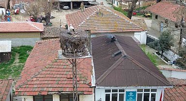 Tekirdağ'da Leyla ile Mecnun yuvalarına döndü