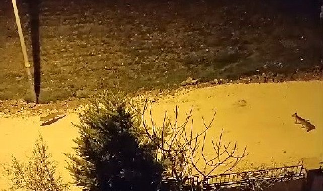 Tilkiler şehir merkezine indi