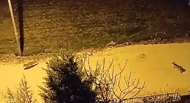 Tilkiler şehir merkezine indi