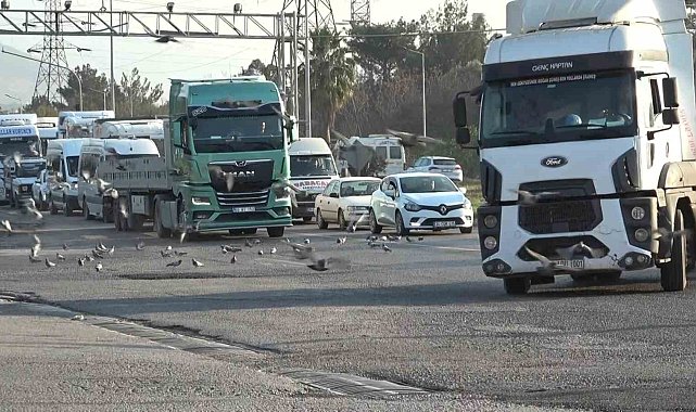 Tırlardan yola saçılan tahıllar binlerce kuşa yem oluyor