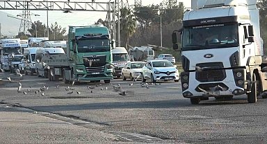 Tırlardan yola saçılan tahıllar binlerce kuşa yem oluyor