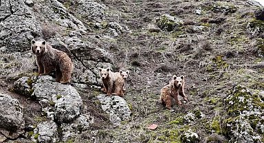 Tunceli'de kış uykusundan uyanan ayı ailesi görüntülendi