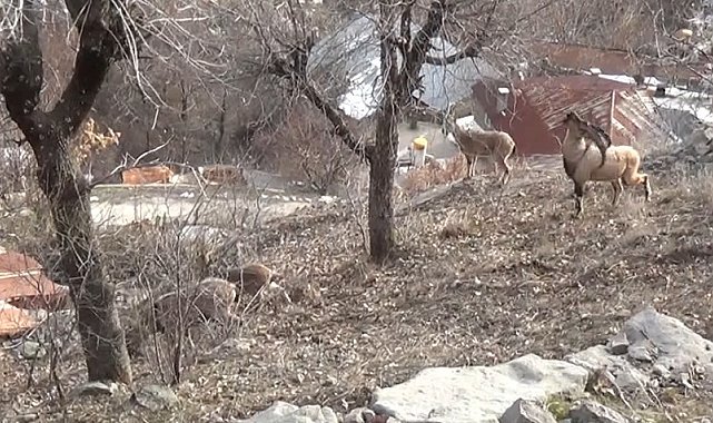 Tunceli'de, koruma altındaki yaban keçileri yerleşim yerlerine kadar indi