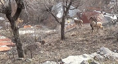 Tunceli'de, koruma altındaki yaban keçileri yerleşim yerlerine kadar indi