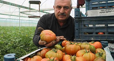 Turfanda hasat edilen domates serada 28 TL'den alıcı buluyor