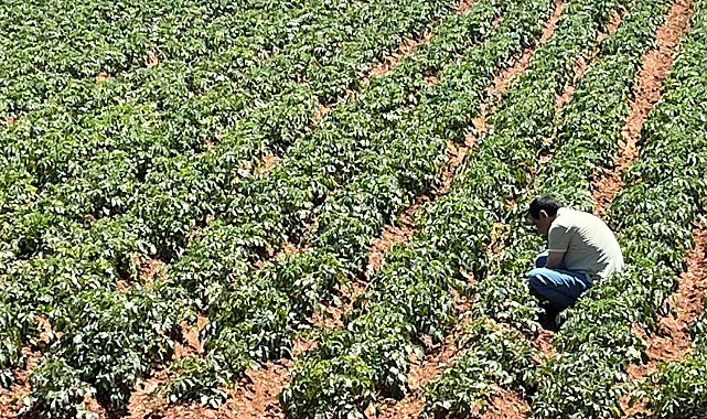 Türk girişimcilerden Sahra Çölü'nde tarım projesi