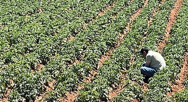 Türk girişimcilerden Sahra Çölü'nde tarım projesi