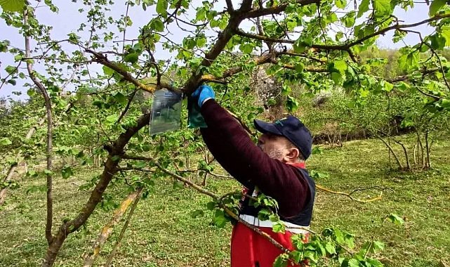 Türkeli'de kahverengi kokarca ile mücadele çalışmaları
