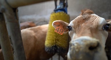 Türkiye'de ilk kez Trabzon'da yapıldı: Jersey sperması ile hayvancılık canlanacak