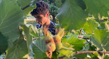 Türkiye'nin fındık ihracatının yarısı Almanya ve İtalya'ya yönelik yapıldı