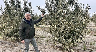 Türkiye'nin narenciye üretim merkezinde ağaçları don vurdu