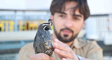 Üniversiteli genç ürettiği egzotik bıldırcınları dünyaya ihraç ediyor