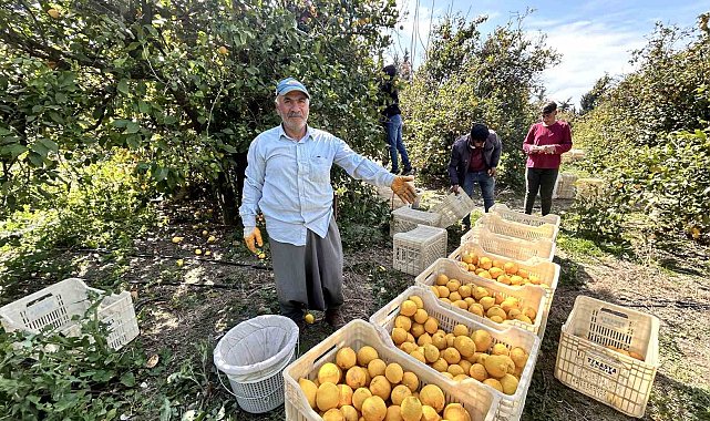 Üreticinin önlemiyle zirai dondan kurtulan limon bahçede 15 TL'den alıcı buluyor