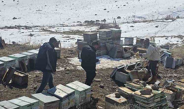 Van'da 100 kovan arı telef oldu