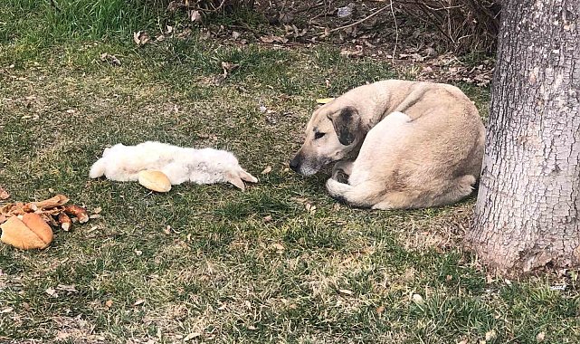 Vefalı köpek ölen dostunu yalnız bırakmadı