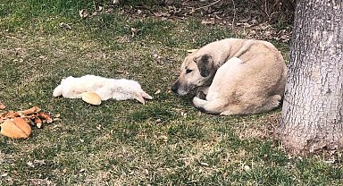 Vefalı köpek ölen dostunu yalnız bırakmadı