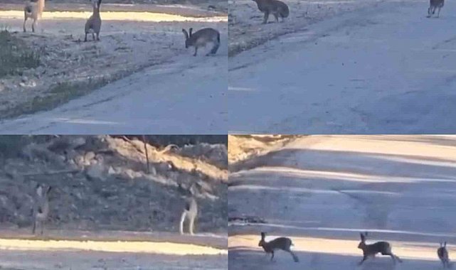 Yaban tavşanlarının neşeli anları kameraya yansıdı