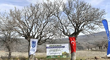 Yabani sakız ağaçları Ankara fıstığı olacak!