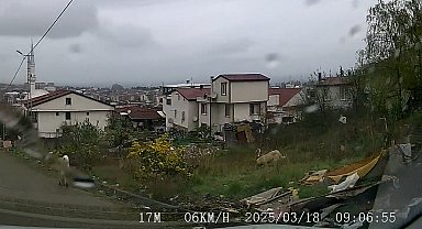 Yalova'da sokak köpeklerinin saldırdığı çocuk ağır yaralandı