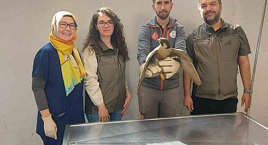 Yaralı akdoğan hayata döndürüldü