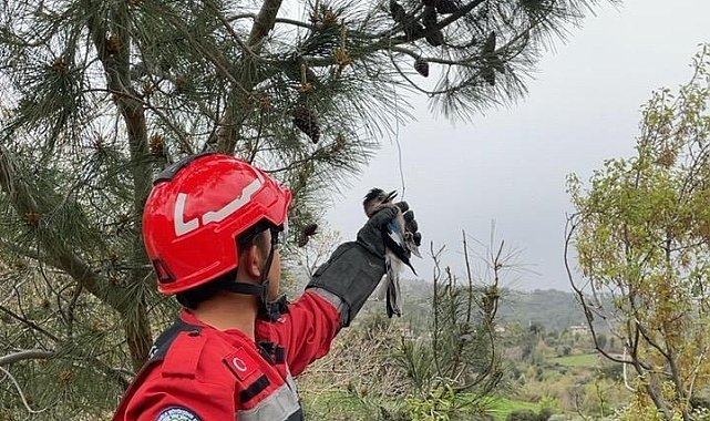Yaralı Alabak Kuşu'nu itfaiye ekipleri kurtardı