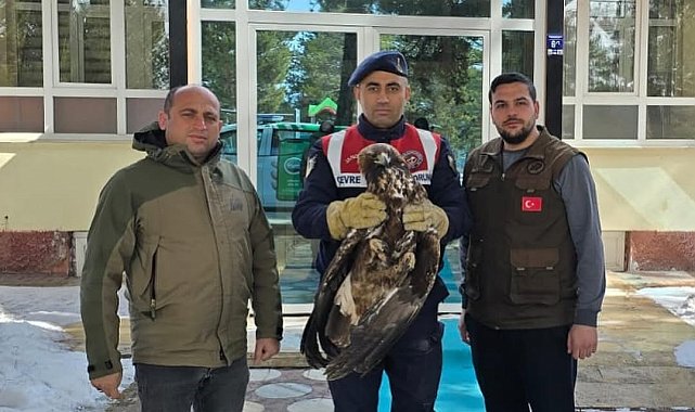 Yaralı halde bulunan Kızılşahin ve Kaya kartalı koruma altında