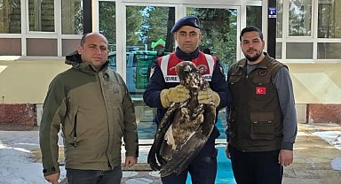 Yaralı halde bulunan Kızılşahin ve Kaya kartalı koruma altında