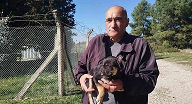 Yavru köpekler ormanlık alana bırakıldı, Gaziemir Belediyesi sahip çıkmadı