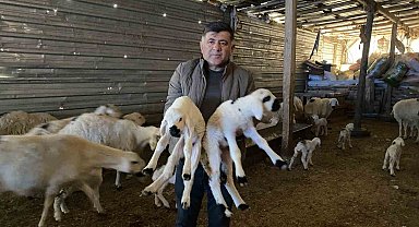 Yozgat'ta yılın ilk kuzuları dünyaya gelmeye başladı