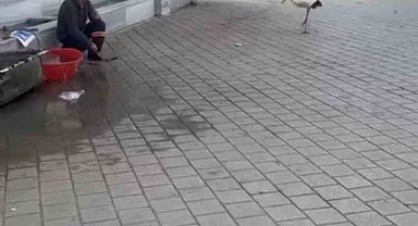 Yusuf dayının leyleği 'Bilal' bu yıl da geldi
