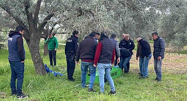Zeytin bahçesinde cansız bedeni bulundu