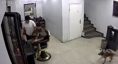 Zincirini koparan köpek kuaförde müşteriye ısırdı