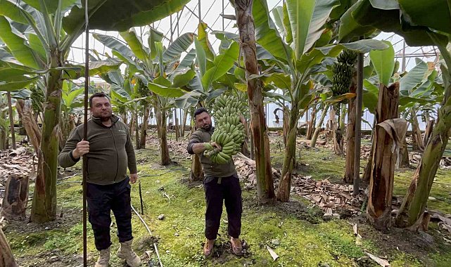 Zirai don afetinin etkilediği muz serada 45'TL'den alıcı buluyor