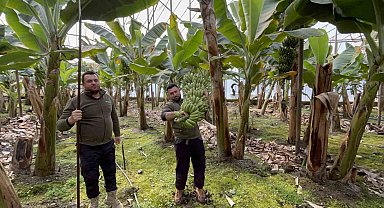 Zirai don afetinin etkilediği muz serada 45'TL'den alıcı buluyor