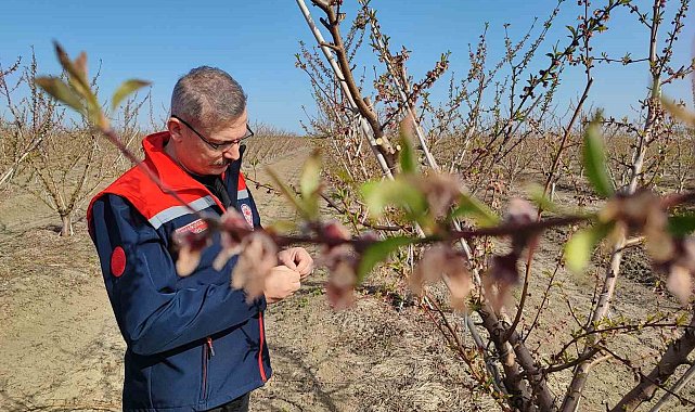 Zirai don çiçek açan ağaçlara yüzde 100 zarar verdi