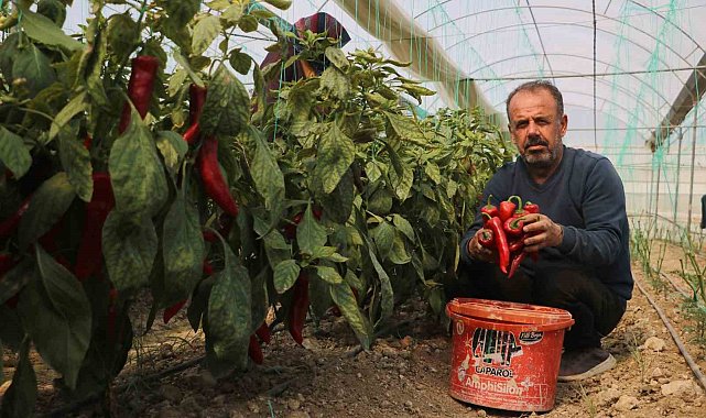 Zirai don sonrası turfanda hasat edilen kapya biber serada 80 TL'den alıcı buluyor