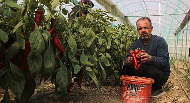 Zirai don sonrası turfanda hasat edilen kapya biber serada 80 TL'den alıcı buluyor
