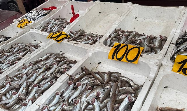 Zonguldak'ta mezgitin kilosu 100 liraya geriledi