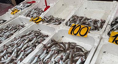 Zonguldak'ta mezgitin kilosu 100 liraya geriledi