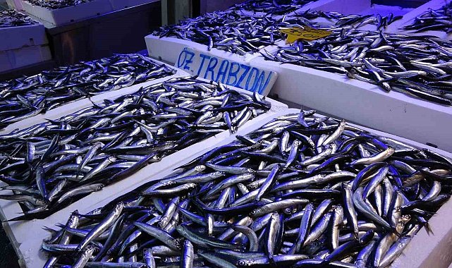 20 ülkeye yapılan hamsi ihracatından 9 milyon doların üzerinde döviz geliri elde edildi