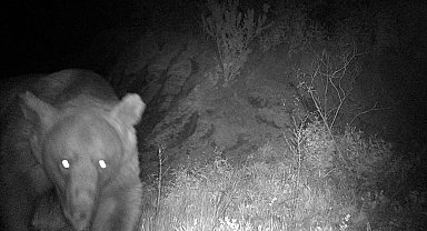 'Haydut' ayı kamerada