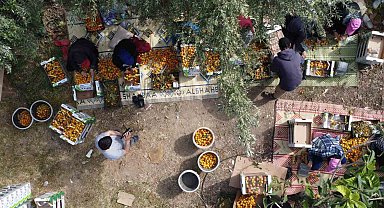 'Sarı altın' yenidünyada hasat başladı