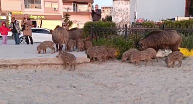'Yaban domuzlarını elle beslemeyin' uyarısı