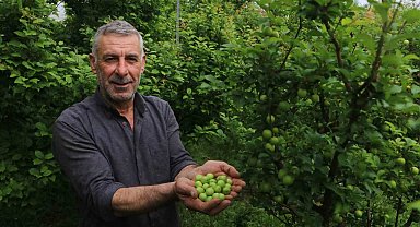 4 bin metrekare serasında turfanda can eriği üreten çiftçi: "Ben isterdim ki köyümde 50 tane daha böyle sera olsun"