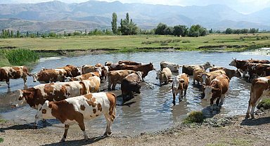 60 bin TL maaşla çoban bulamayınca çözümü nöbetleşmekte buldular