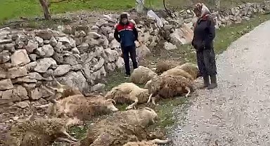 Aç kalan kurtlar 22 kurbanlık kuzuyu telef etti
