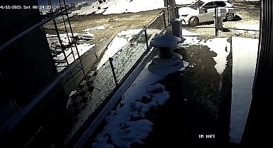 Aç kalan tilki Bolu sokaklarına indi