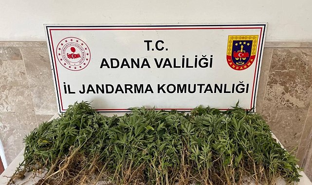 Adana'da 712 kök Hint keneviri ele geçirildi