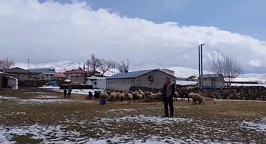 Adilcevaz'da besicilere kar sürprizi